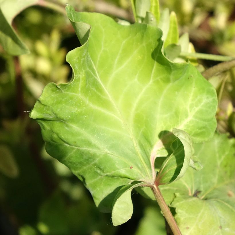 Efeu Obelix - Hedera helix  (Laub)