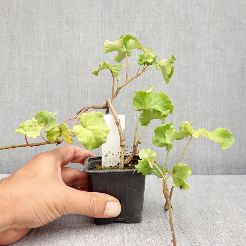Exemplar von Efeu Obelix - Hedera helix  Kleine Töpfe von 8/9 cm wie im Sommer geliefert