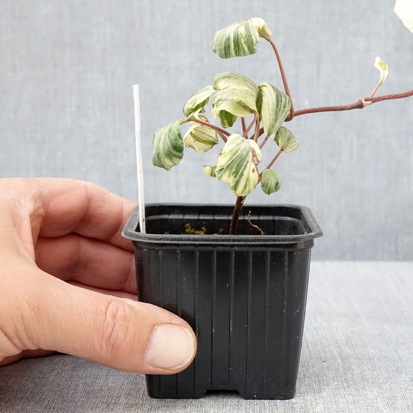 Example of Efeu Reef Shell - Hedera helix  Kleine Töpfe von 8/9 cm as you get in printemps