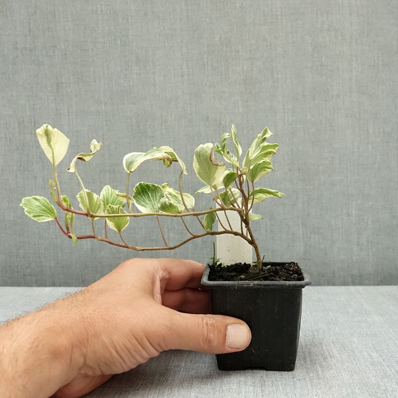 Exemplar von Efeu Reef Shell - Hedera helix  Kleine Töpfe von 8/9 cm wie im Sommer geliefert