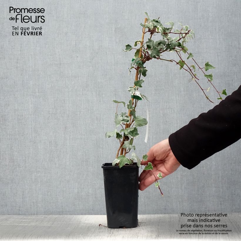 Exemplar von Lierre commun - Hedera helix Sagittifolia Variegata Pot de 1,5L/2L wie im Winter geliefert