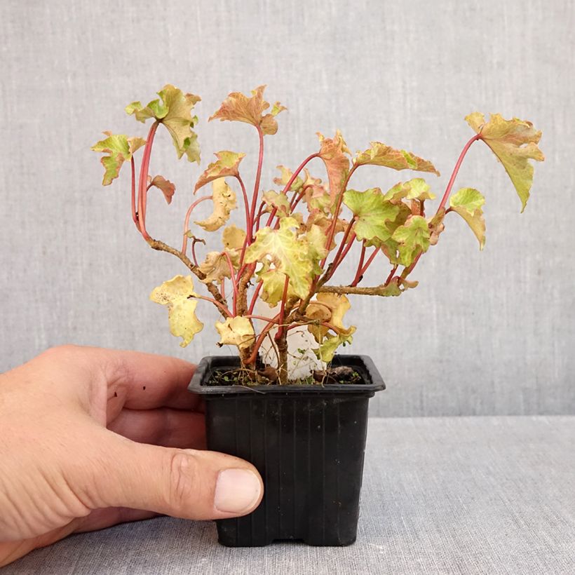 Exemplar von Efeu Tango - Hedera helix  Kleine Töpfe von 8/9 cm wie im Herbst geliefert