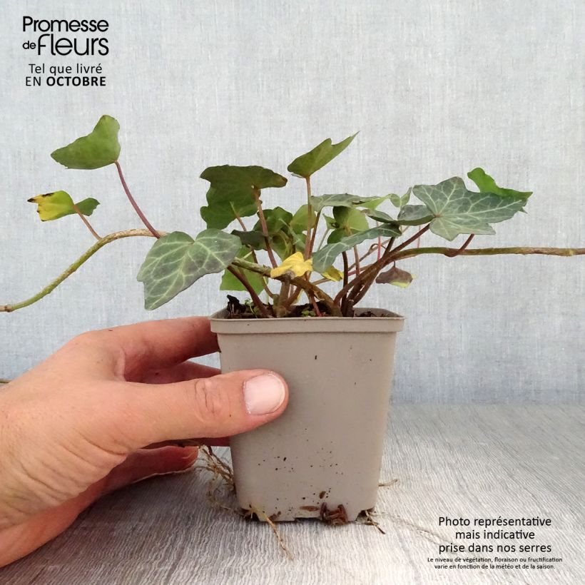 Exemplar von Efeu Woerner - Hedera helix Kleine Töpfe von 8/9 cm wie im Herbst geliefert