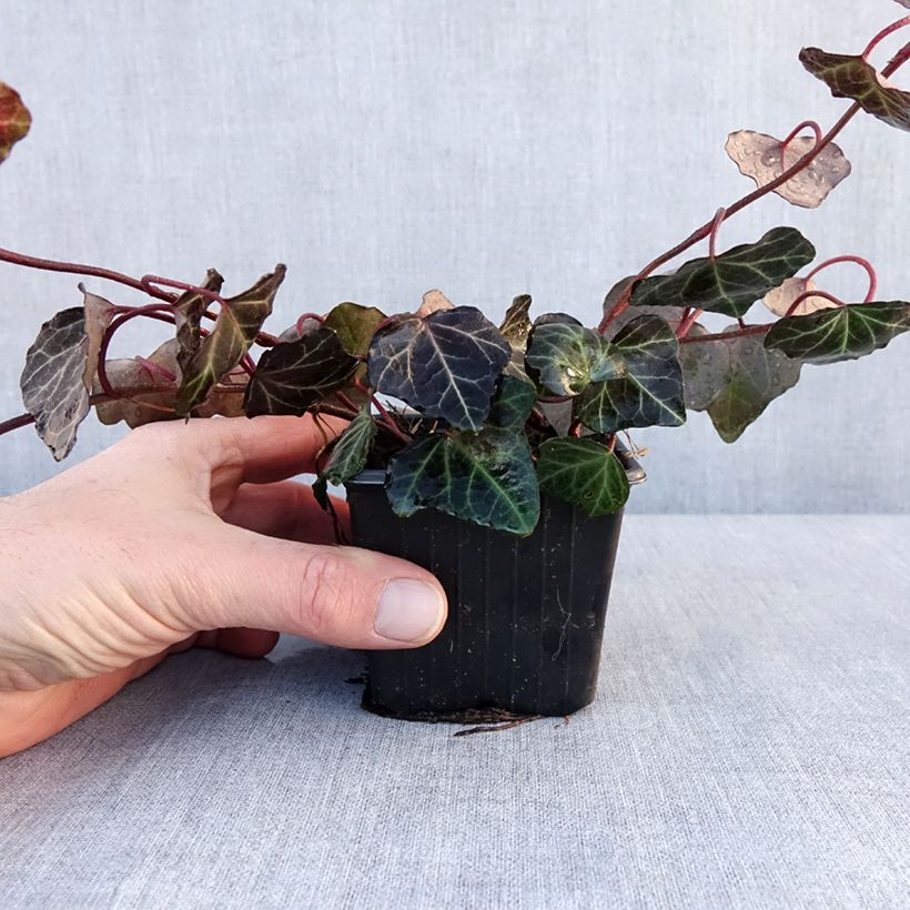 Exemplar von Lierre commun - Hedera helix Woerner Godet de 8/9 cm wie im Winter geliefert