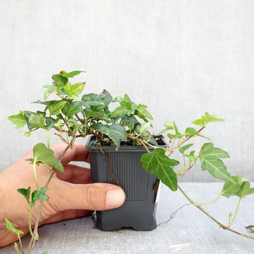 Exemplar von Efeu Shamrock - Hedera helix Kleine Töpfe von 8/9 cm wie im Herbst geliefert