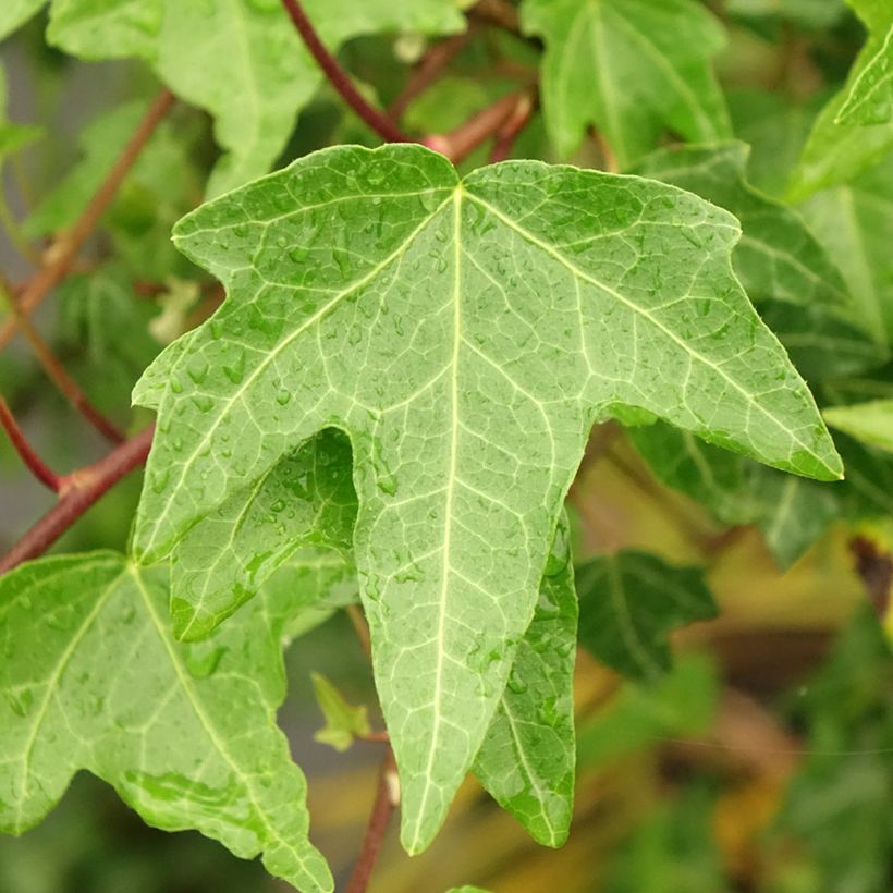 Aloe Christmas Carol (Foliage)