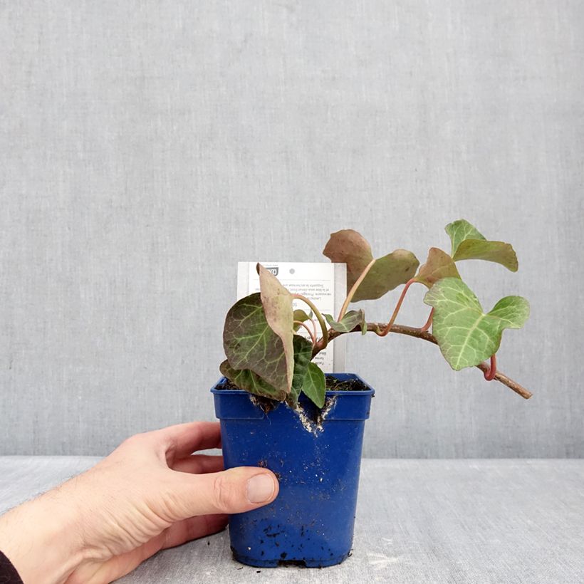 Example of Hedera algeriensis Algerian Bellecour - Algerischer Efeu Topf mit 1L/1,5L as you get in hiver