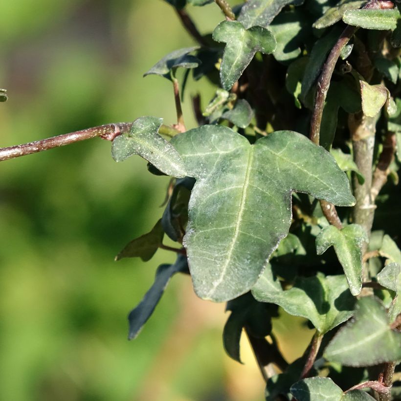 Efeu Spetchley  - Hedera helix  (Laub)