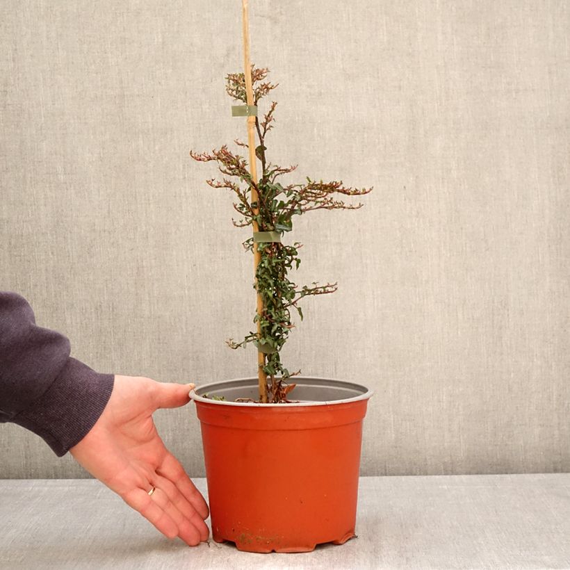 Exemplar von Efeu Spetchley  - Hedera helix  Topf mit 3L/4L wie im Frühjahr geliefert