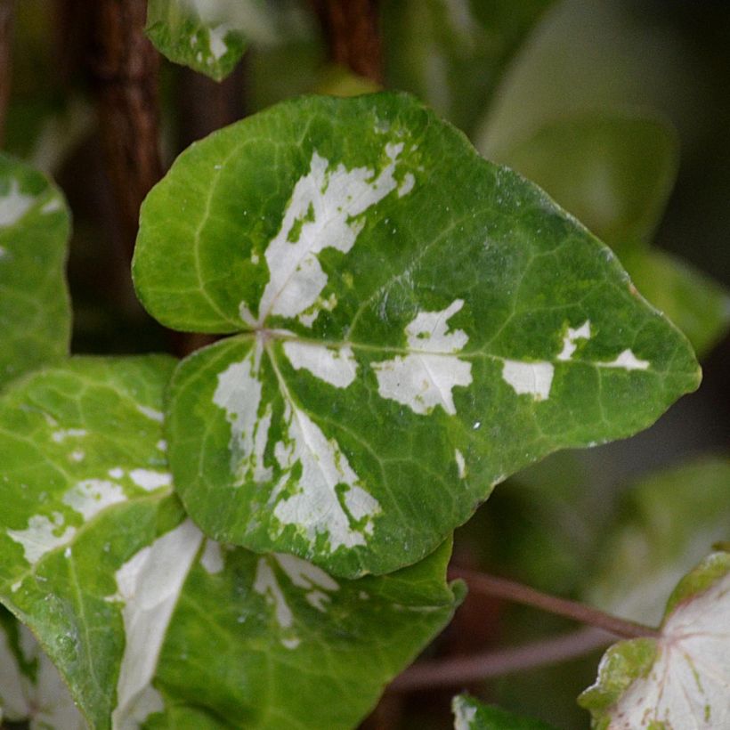 Efeu Kolibri - Hedera helix (Foliage)