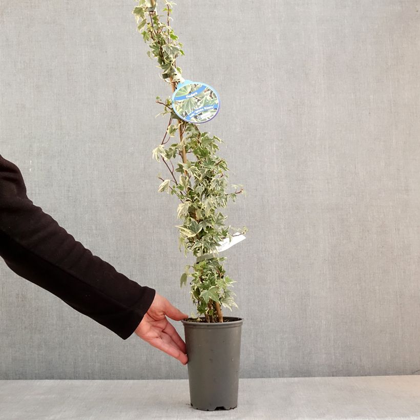 Exemplar von Efeu White Ripple - Hedera helix Topf mit 1,5L/2L wie im Frühjahr geliefert
