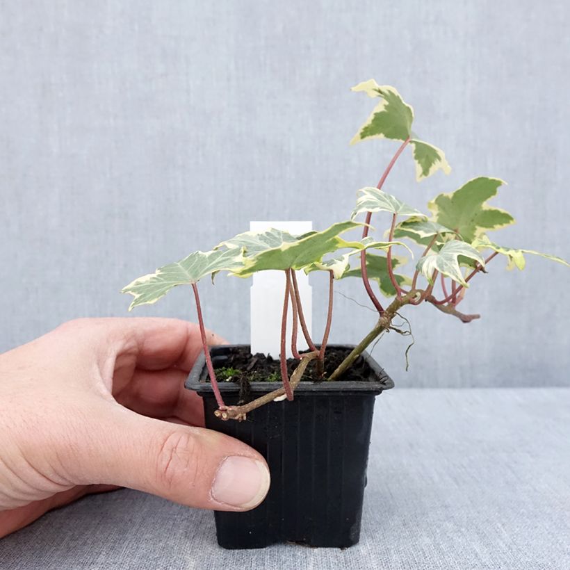 Exemplar von Goldlaubiger Efeu Yellow Ripple - Hedera helix Kleine Töpfe von 8/9 cm wie im Frühjahr geliefert