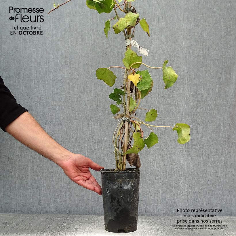 Exemplar von Hedera colchica - Kaukasus Efeu Topf mit 2L/3L wie im Herbst geliefert