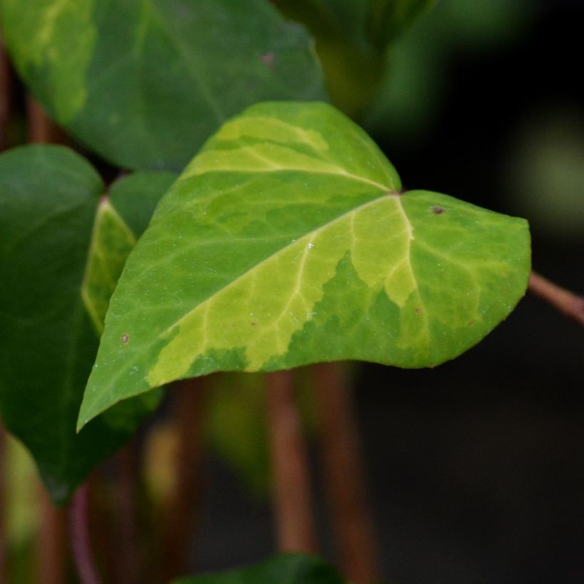 Hedera colchica Sulphur Heart - Kaukasus Efeu (Foliage)