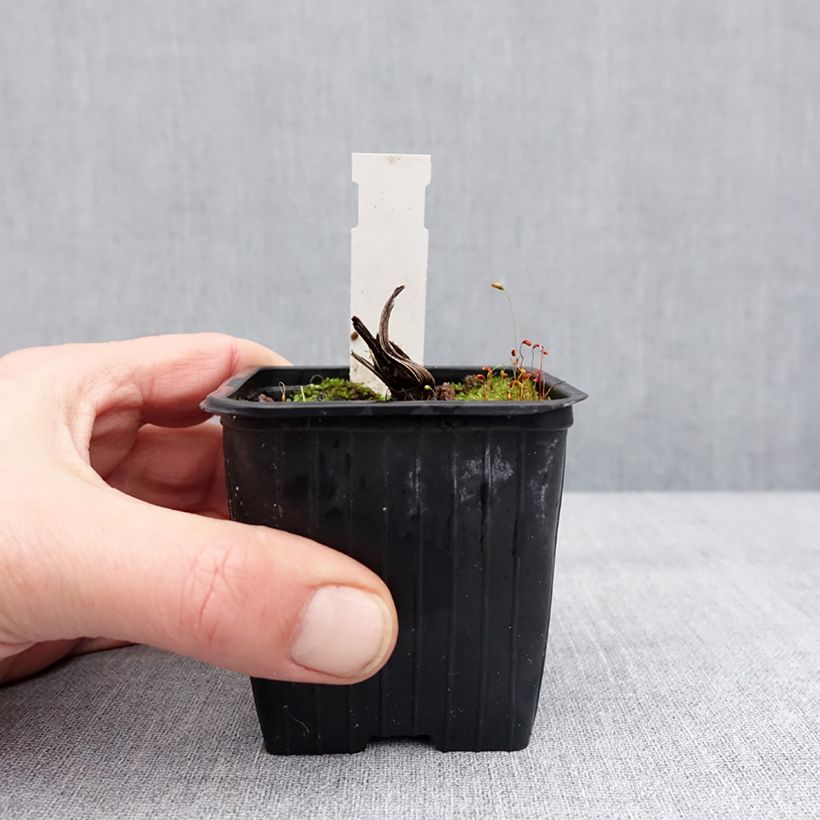 Exemplar von Ligulaire - Ligularia japonica Rising Sun Godet de 8/9 cm wie im Winter geliefert