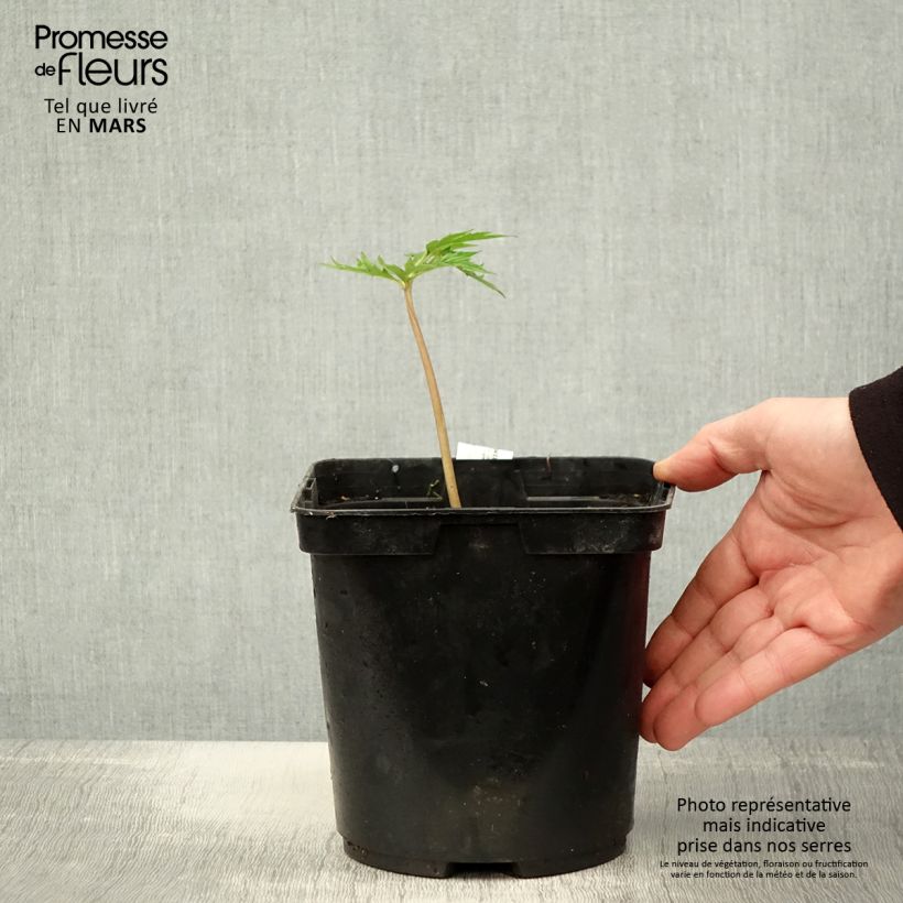 Exemplar von Ligularia japonica Rising Sun BSWJ6293 - Japanischer Strauß-Goldkolben Topf mit 2L/3L wie im Frühjahr geliefert