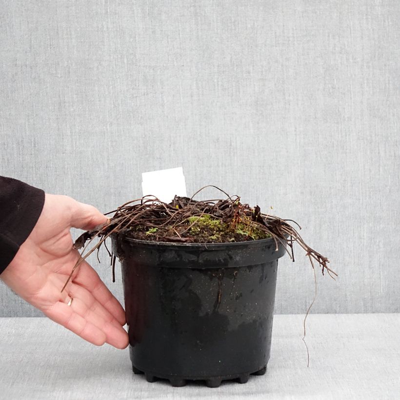 Exemplar von Ligulaire - Ligularia stenocephala The Rocket Pot de 2L/3L wie im Winter geliefert