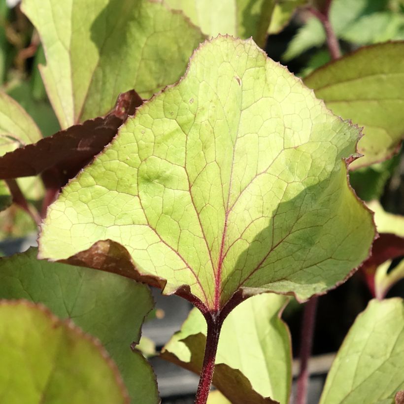 Ligularia dentata Garden Confetti - Strauß-Goldkolben (Laub)