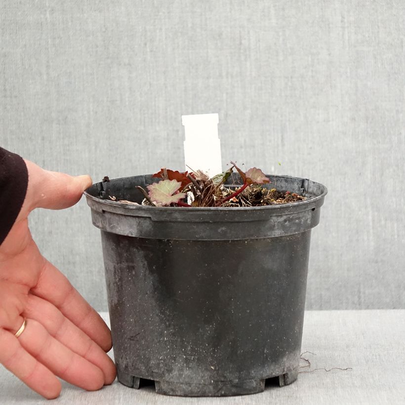 Example of Ligularia dentata Othello - Strauß-Goldkolben Topf mit 2L/3L as you get in printemps