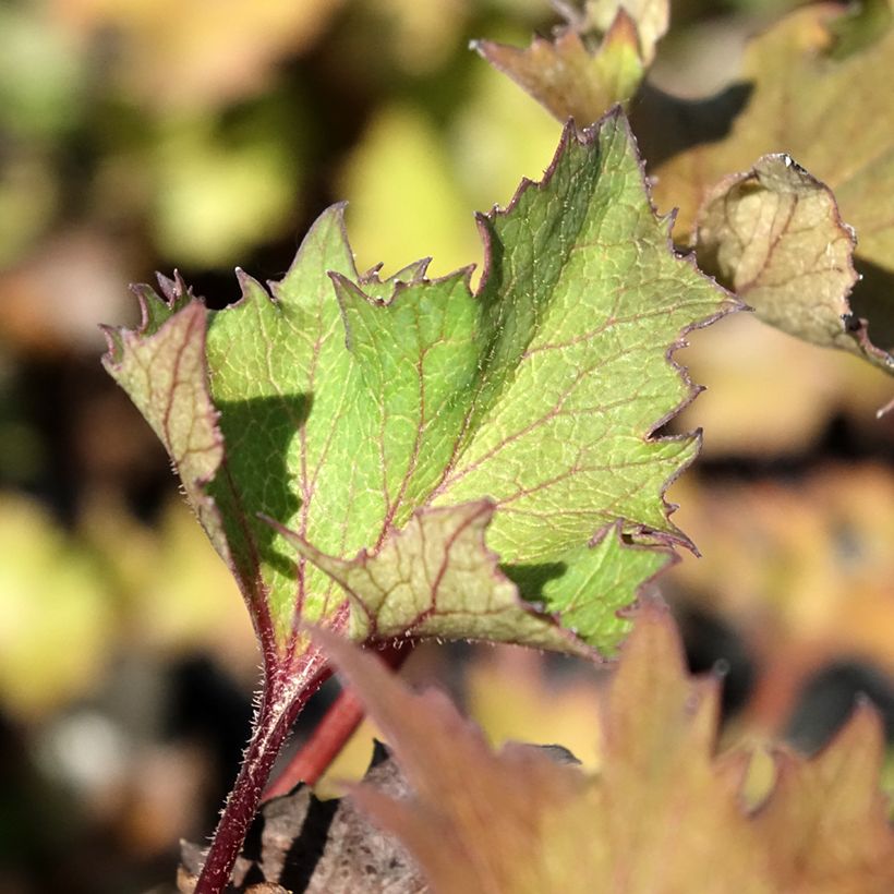 Ligularia dentata Little Golden Ray - Strauß-Goldkolben (Laub)