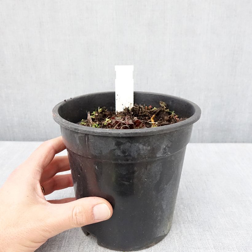 Exemplar von Ligularia dentata Little Golden Ray - Strauß-Goldkolben Topf mit 2L/3L wie im Frühjahr geliefert