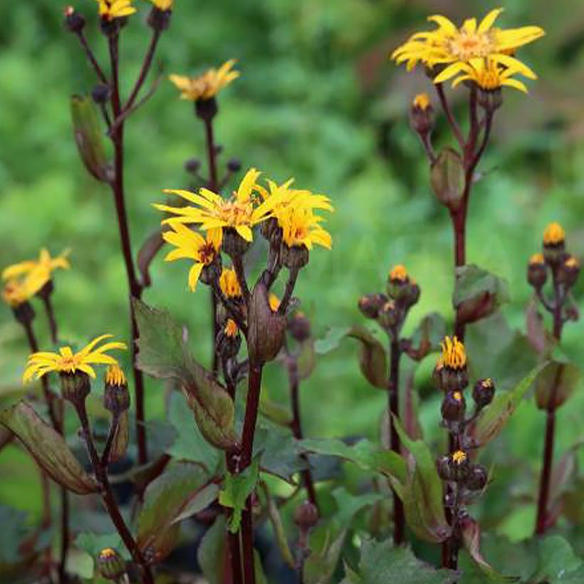 Ligularia dentata Little Golden Ray - Strauß-Goldkolben (Wuchs)