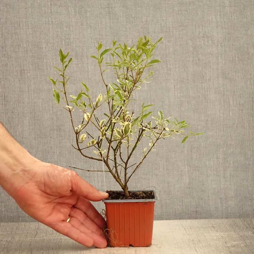 Example of Liguster Musli - Ligustrum ibota Kleine Töpfe von 8/9 cm as you get in printemps