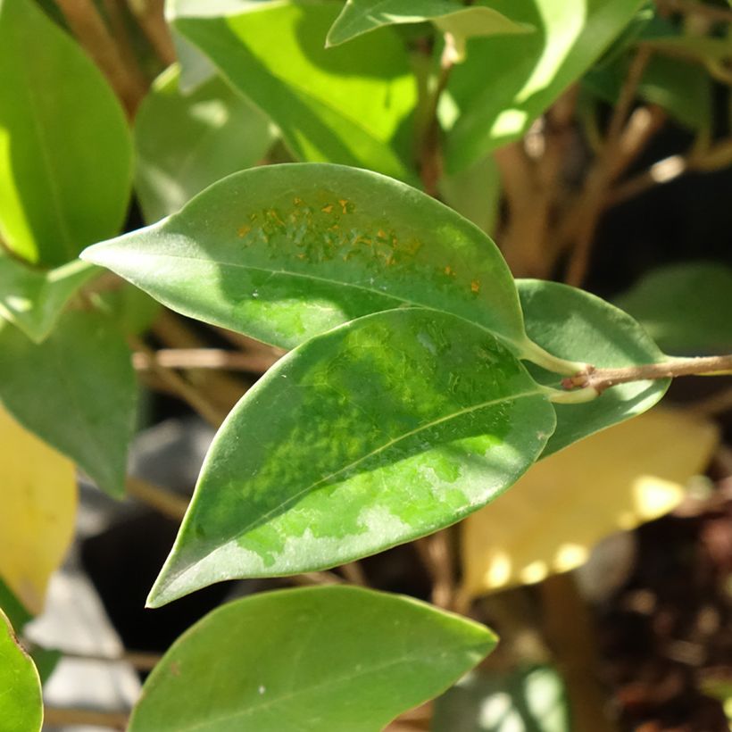 Japanischer Liguster Korean Dwarf - Ligustrum japonicum (Laub)