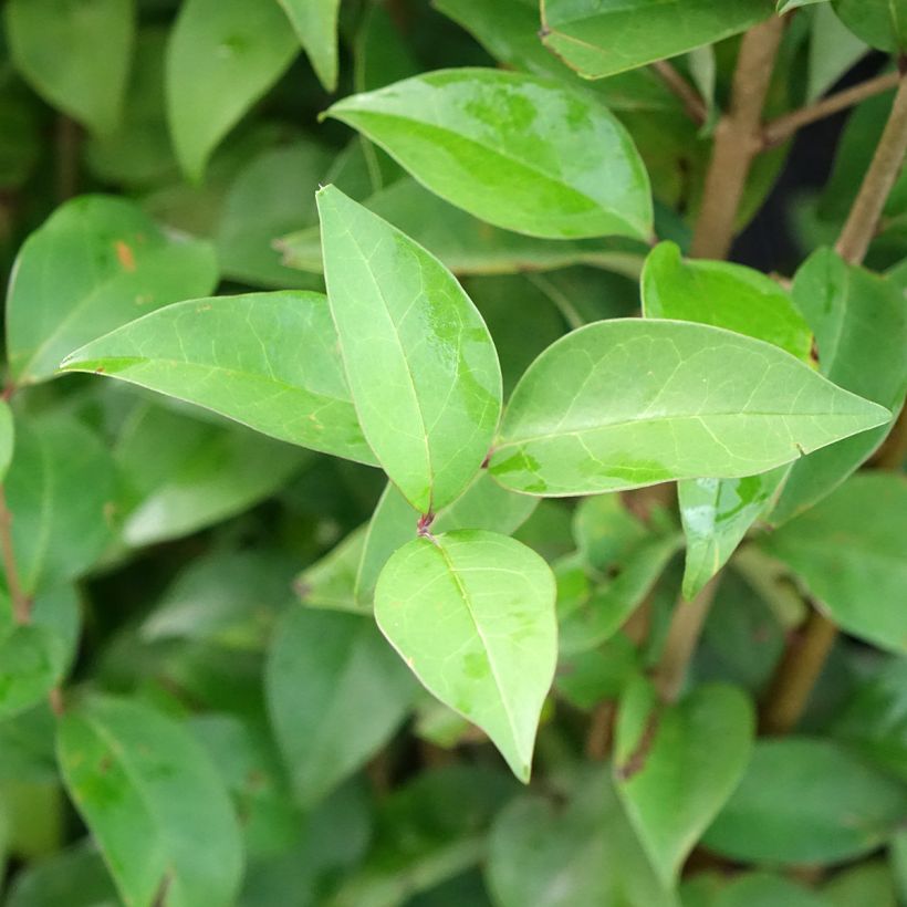 Japanischer Liguster Korean Dwarf - Ligustrum japonicum (Laub)