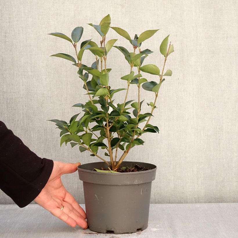 Exemplar von Japanischer Liguster Korean Dwarf - Ligustrum japonicum Topf mit 3L/4L wie im Winter geliefert