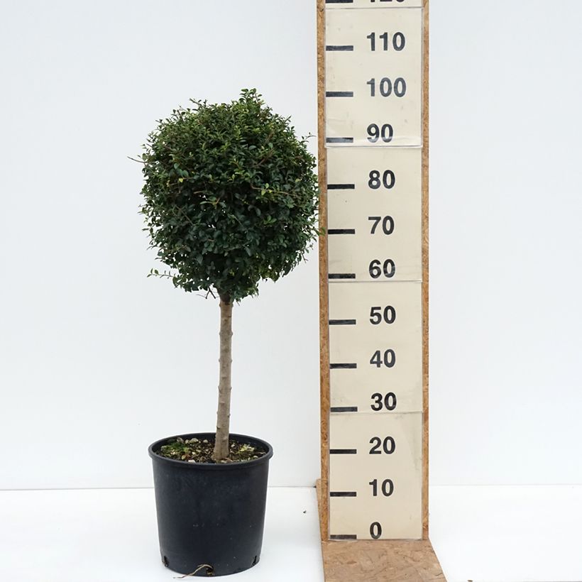 Exemplar von Liguster - Ligustrum jonandrum Topf mit 12L/15L, 1/4 Stängel wie im Herbst geliefert