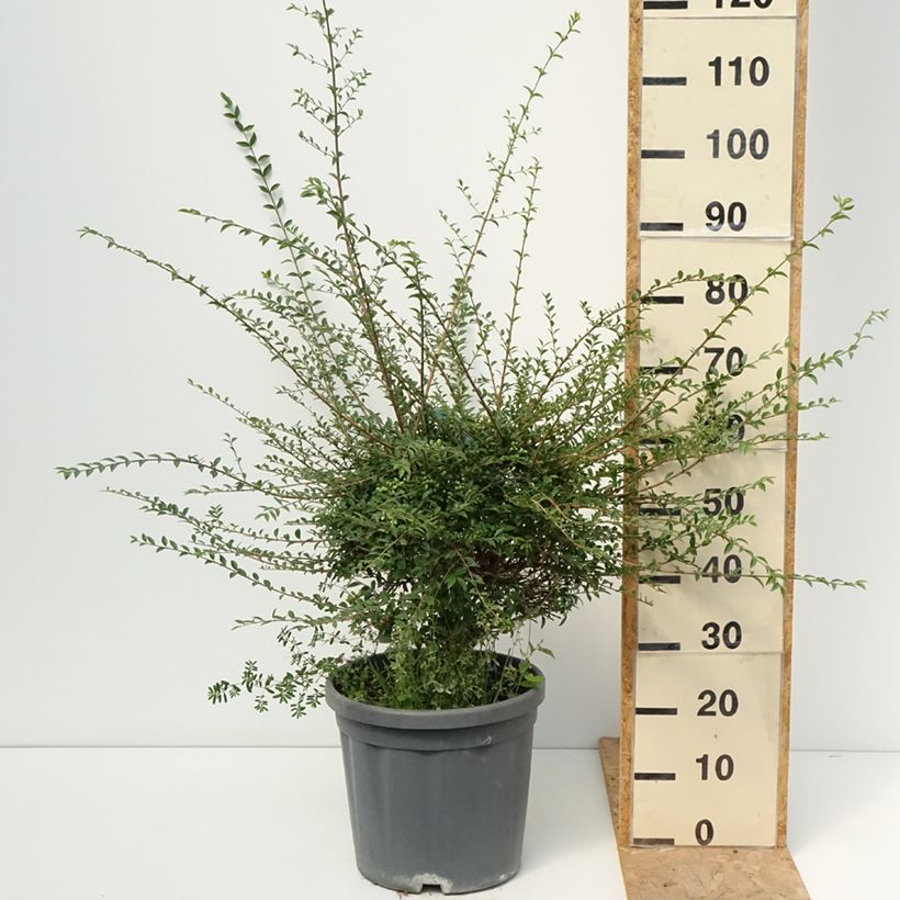 Exemplar von Liguster - Ligustrum jonandrum Topf mit 12L/15L, 1/4 Stängel wie im Sommer geliefert
