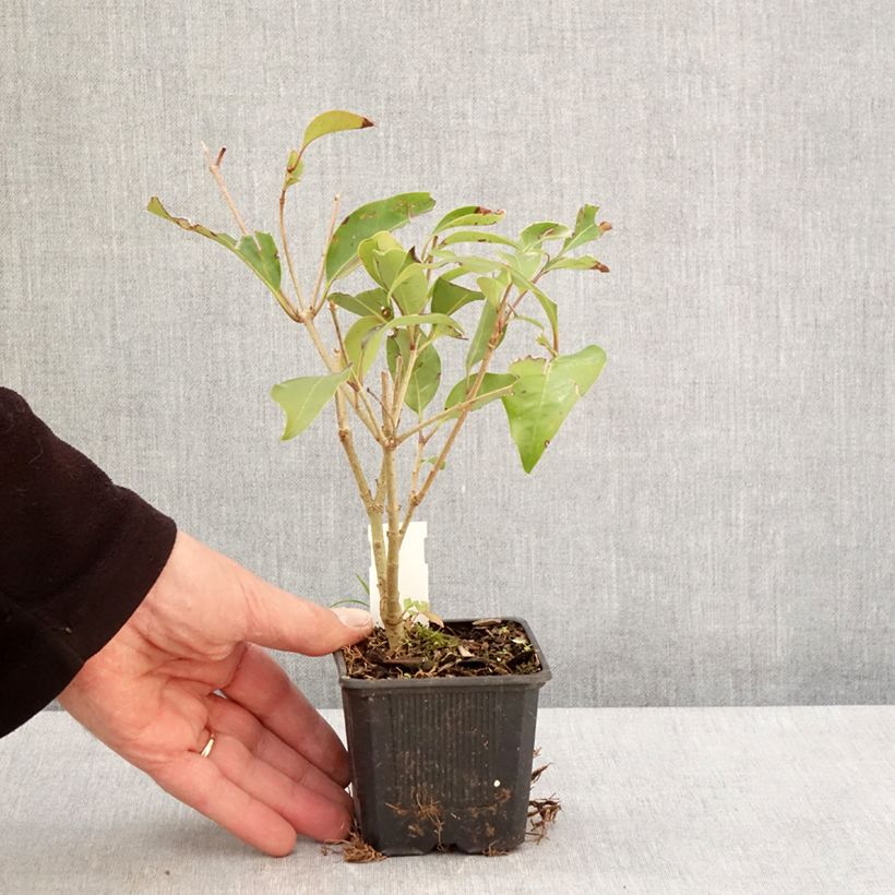 Example of Glanz-Liguster Green Screen - Ligustrum lucidum Kleine Töpfe von 8/9 cm as you get in printemps