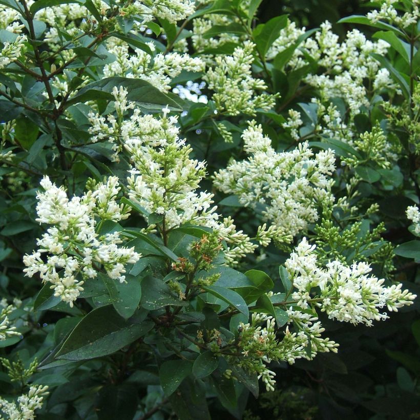 Ovalblättriger Liguster - Ligustrum ovalifolium (Flowering)