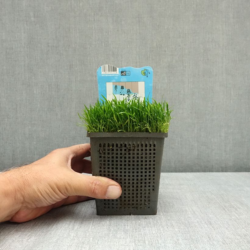 Exemplar von Lilaeopsis brasiliensis - Brasilianische Graspflanze Topf mit 1L/1,5L wie im Sommer geliefert