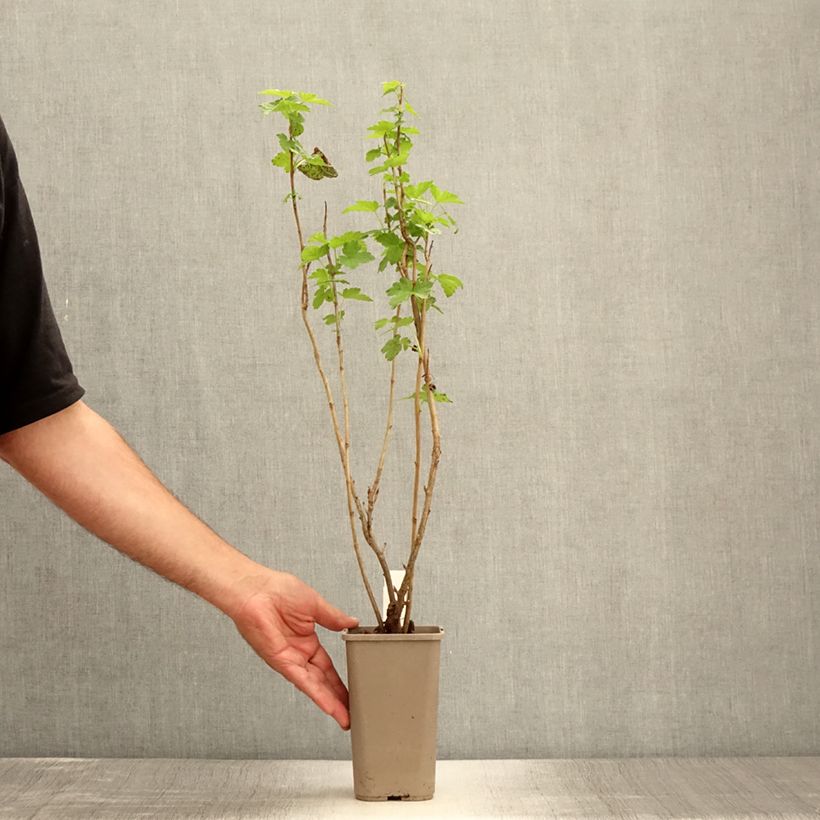 Exemplar von Fiederblättrige Flieder - Syringa pinnatifolia Topf mit 4L/5L wie im Sommer geliefert
