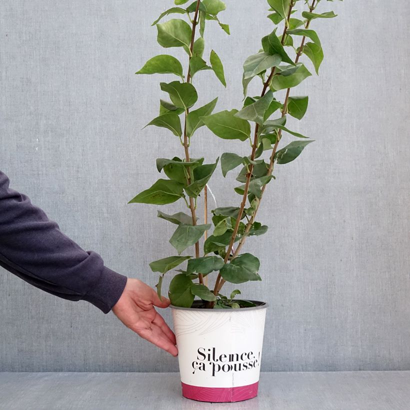 Exemplar von Flieder Maiden's Blush - Syringa hyacinthiflora Topf mit 4L/5L, Strauch wie im Herbst geliefert