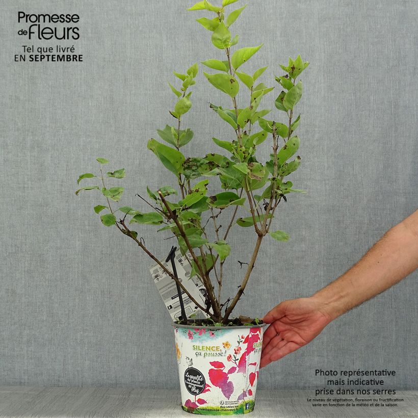 Exemplar von Flieder Maiden's Blush - Syringa hyacinthiflora Topf mit 4L/5L, Strauch wie im Sommer geliefert