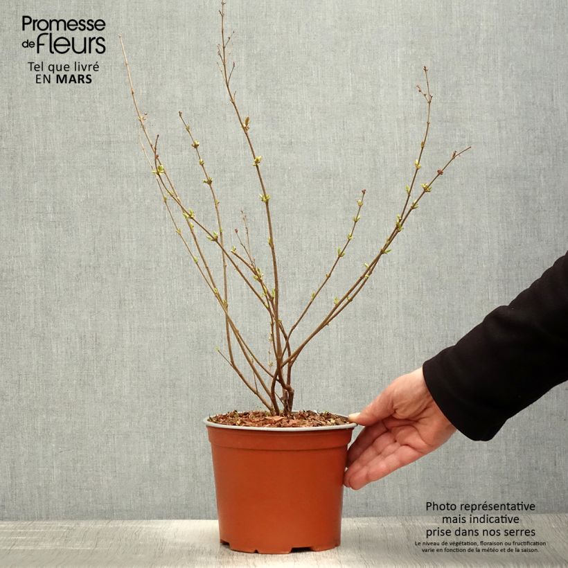 Exemplar von Syringa Pink Perfume - Zwerg-Duftflieder Topf mit 2L/3L wie im Frühjahr geliefert