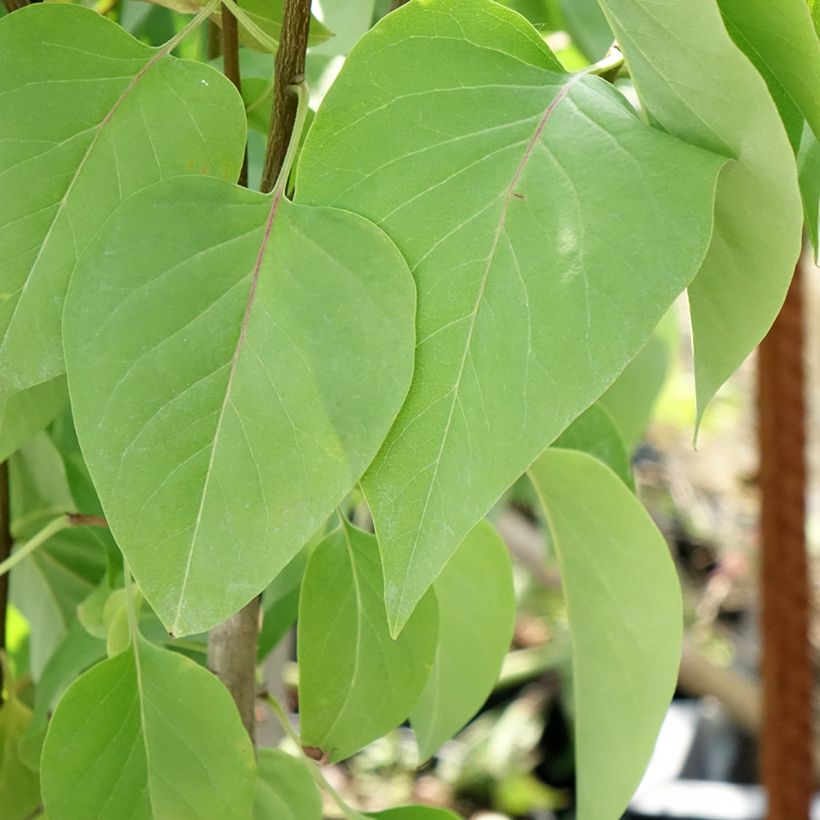 Edelflieder Kindy Rose - Syringa vulgaris (Laub)
