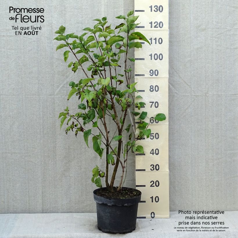 Exemplar von Edelflieder Paul Thirion - Syringa vulgaris Topf mit 7,5L/10L wie im Sommer geliefert