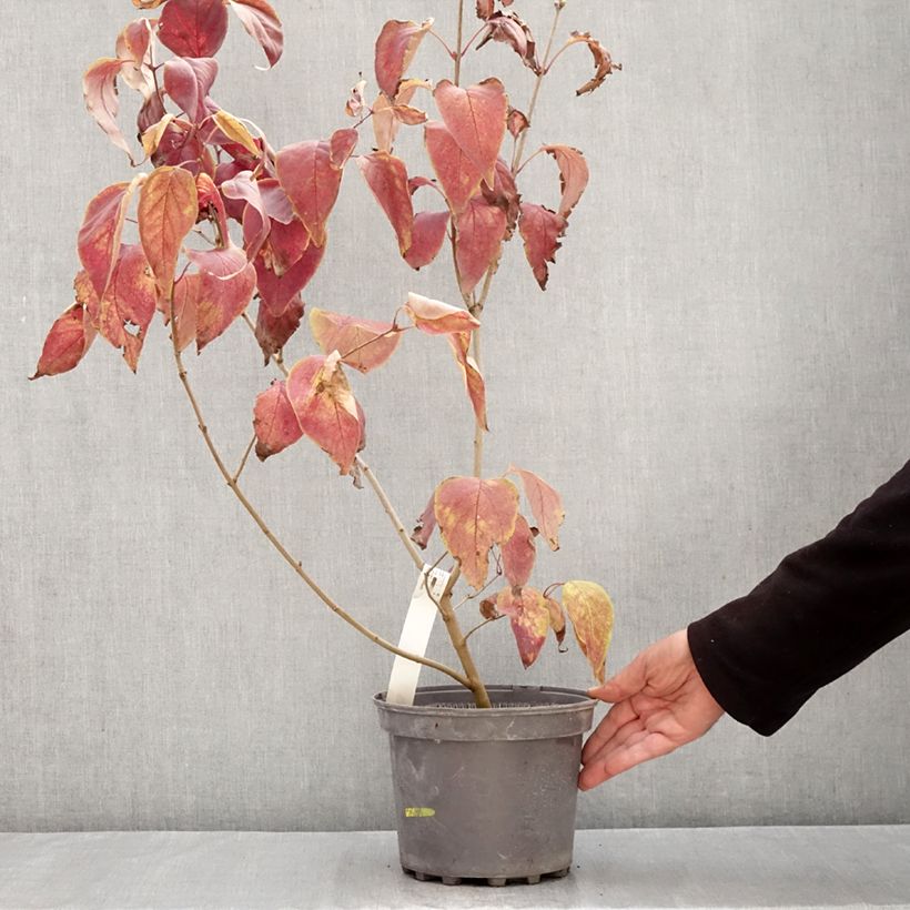 Exemplar von Edelflieder Znamya Lenina - Syringa vulgaris Topf mit 4L/5L wie im Herbst geliefert