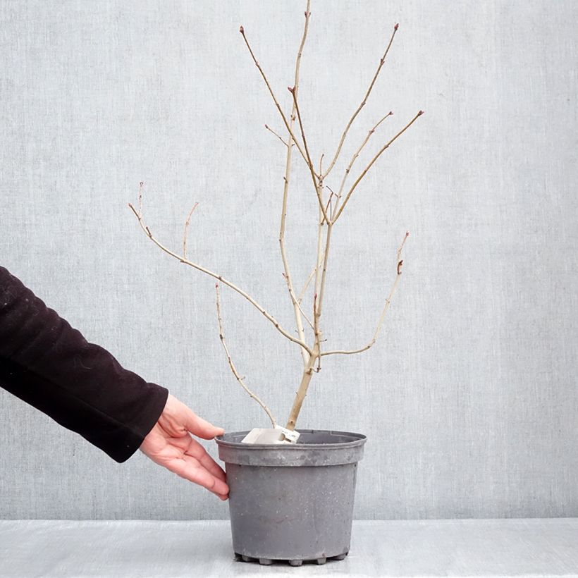 Example of Edelflieder Znamya Lenina - Syringa vulgaris Topf mit 4L/5L as you get in hiver