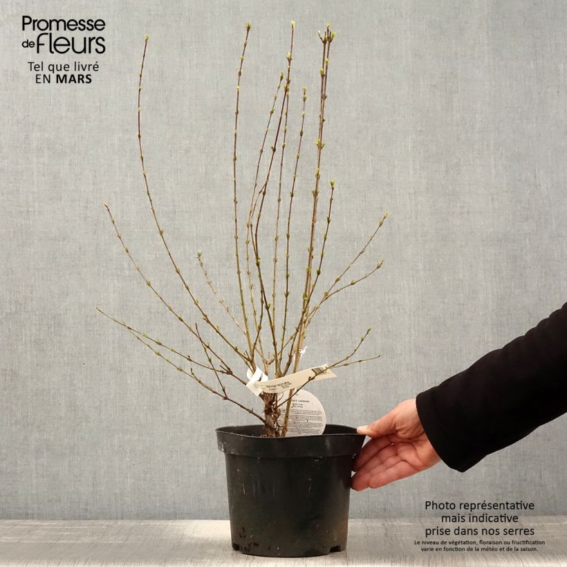 Example of Persischer Flieder var. Laciniata - Syringa persica Topf mit 3L/4L as you get in printemps