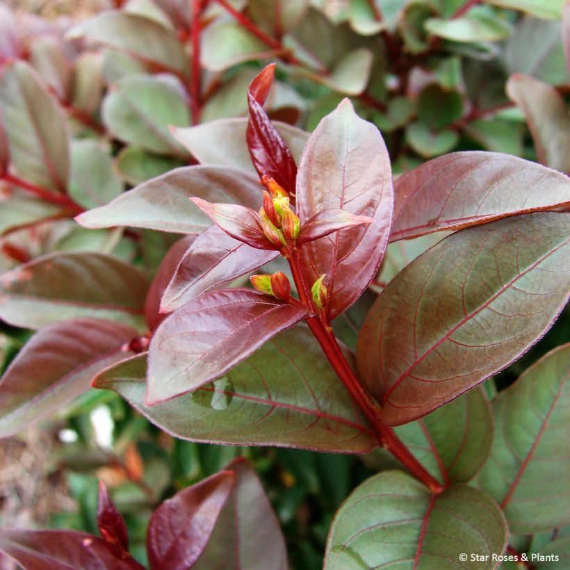 Chinesische Kräuselmyrte Enduring White - Lagerstroemia (Foliage)
