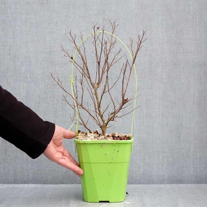 Exemplar von Chinesische Kräuselmyrte Gourmet Red red Wine - Lagerstroemia Topf mit 4L/5L wie im Winter geliefert