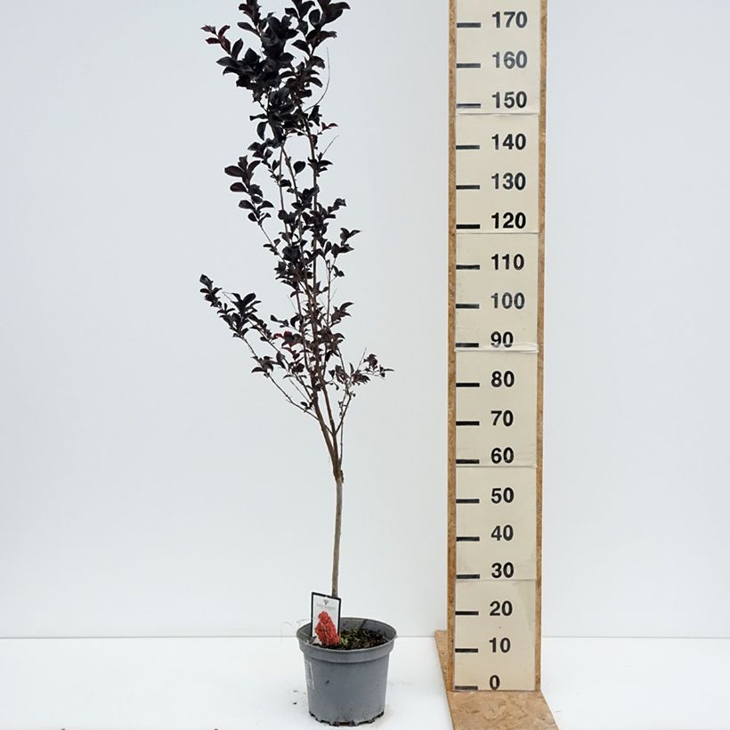 Exemplar von Chinesische Kräuselmyrte Black Solitaire Best Red - Lagerstroemia Topf mit 7,5L/10L wie im Sommer geliefert