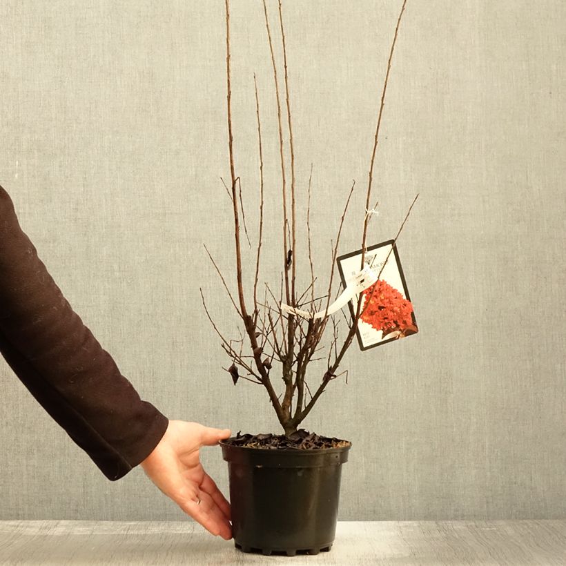 Exemplar von Chinesische Kräuselmyrte Black Solitaire Best Red - Lagerstroemia Topf mit 3L/4L, Strauch wie im Herbst geliefert