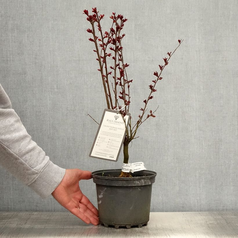 Exemplar von Chinesische Kräuselmyrte Black Solitaire Best Red - Lagerstroemia Topf mit 3L/4L, Strauch wie im Frühjahr geliefert