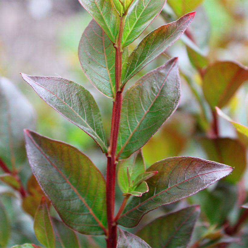 Chinesische Kräuselmyrte Enduring Red - Lagerstroemia (Foliage)